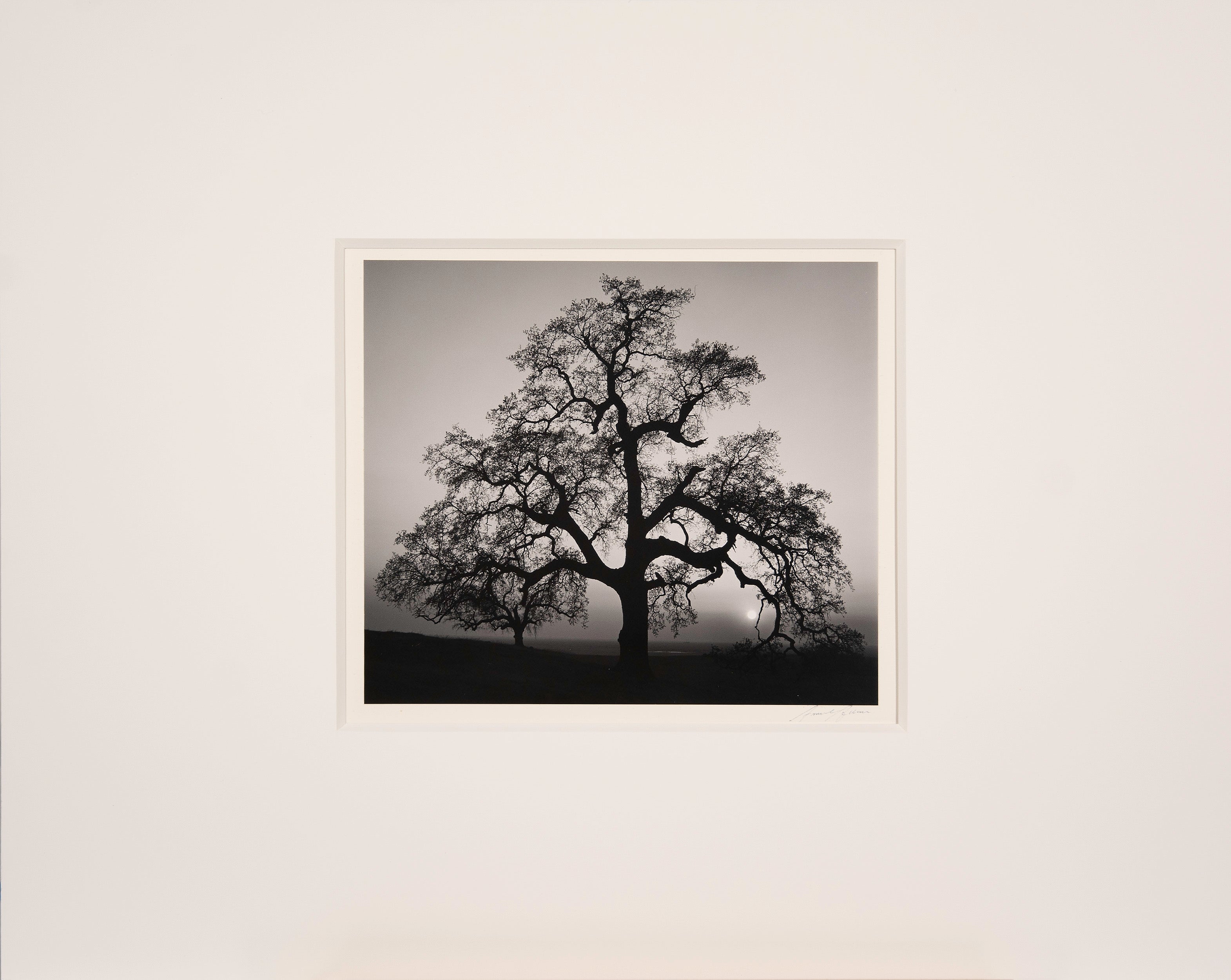 Oak Tree, Sunset City Original Photograph Ansel Adams 