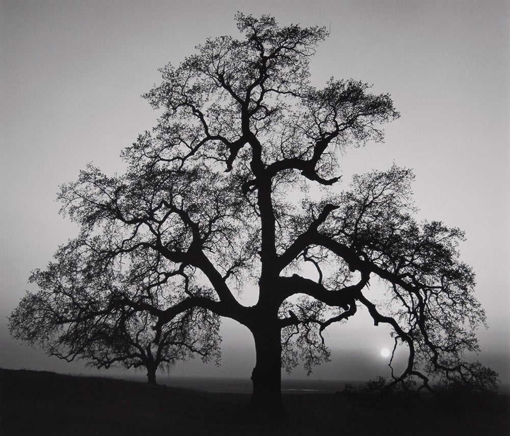Oak Tree, Sunset City Original Photograph Ansel Adams 