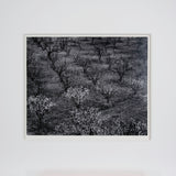 Orchard, Early Spring near Stanford University, California