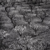 Orchard, Early Spring near Stanford University, California