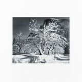 Half Dome, Apple Orchard, Winter