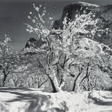 Half Dome, Apple Orchard, Winter