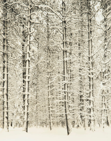 Trees and Snow (Pine Forest and Snow), P3 (1933) by Ansel