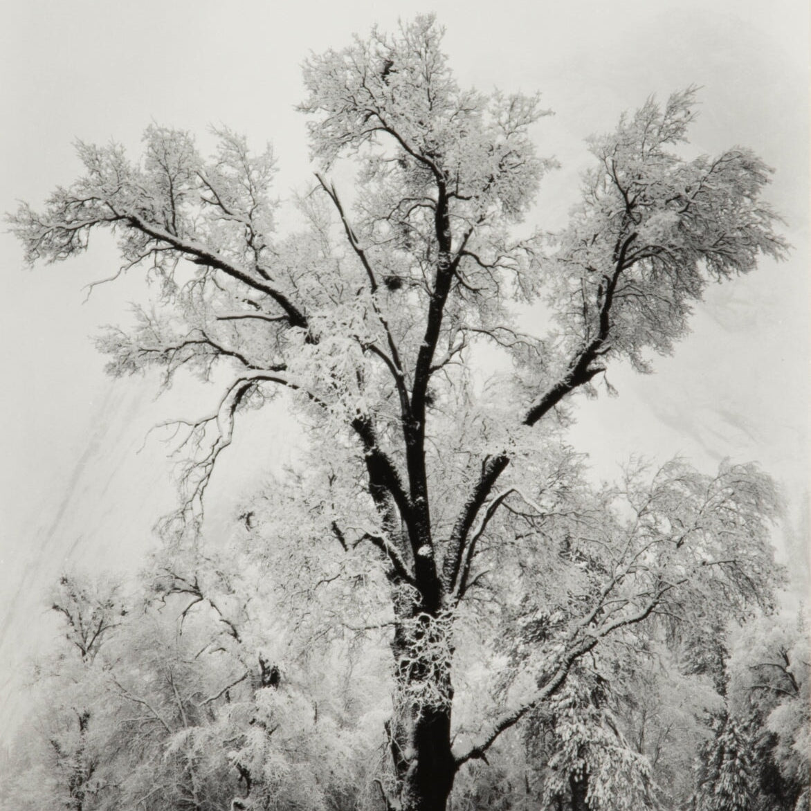 Oak Tree, Snowstorm - Signed Special Edition Shop Ansel Adams 