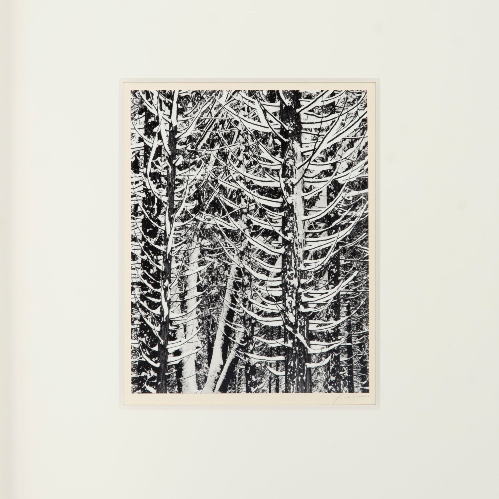 Winter Forest, Detail - Signed Special Edition Photograph Shop Ansel Adams 