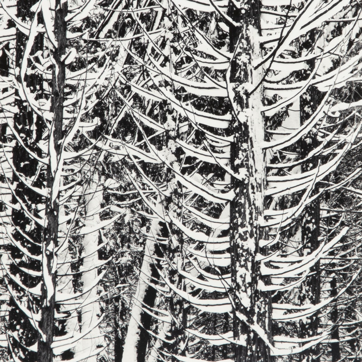 Winter Forest, Detail - Signed Special Edition Photograph Shop Ansel Adams 