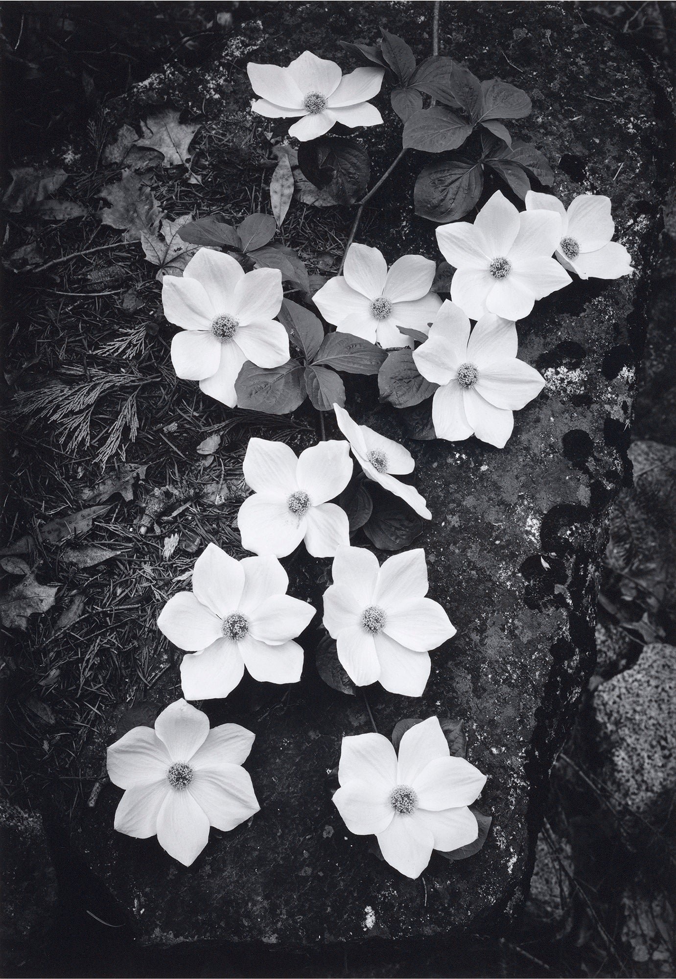 Dogwood Blossoms.
