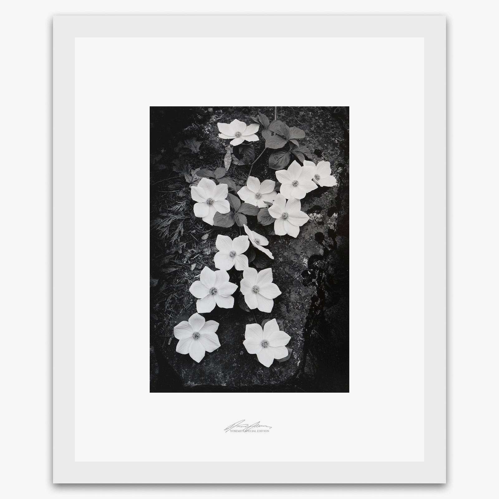 Dogwood Blossoms Shop_Repro_SEP The Ansel Adams Gallery Framed Standard White Wood 