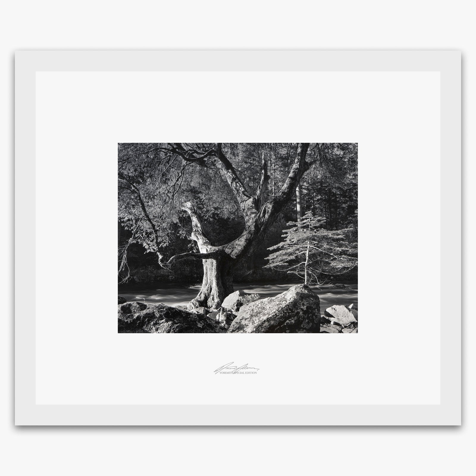 Early Morning, Merced River Shop_Repro_SEP The Ansel Adams Gallery Framed Standard White Wood 