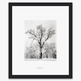 Oak Tree, Snowstorm Shop_Repro_SEP The Ansel Adams Gallery Framed Standard Black Wood 