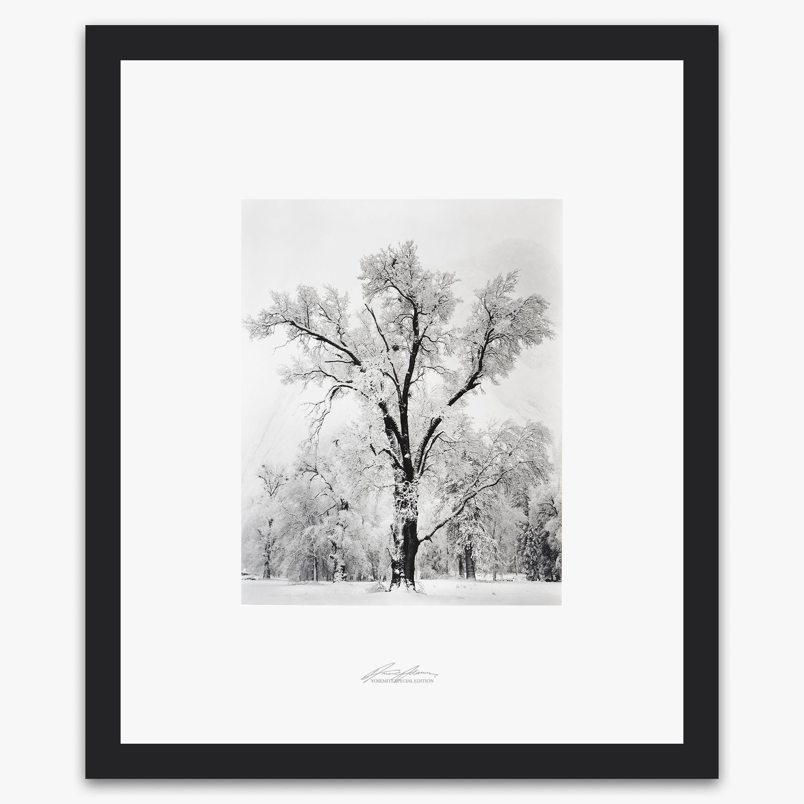 Oak Tree, Snowstorm Shop_Repro_SEP The Ansel Adams Gallery Framed Standard Black Wood 