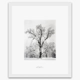 Oak Tree, Snowstorm Shop_Repro_SEP The Ansel Adams Gallery Framed Standard White Wood 
