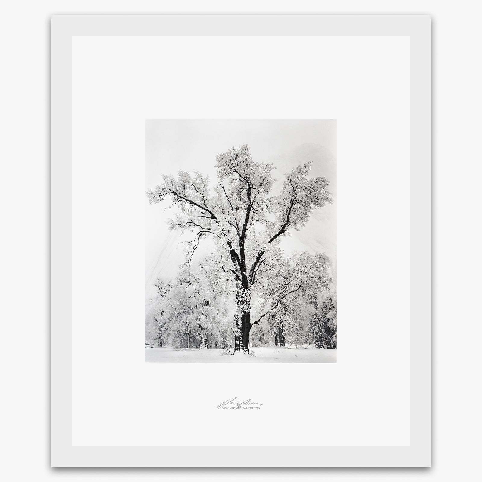 Oak Tree, Snowstorm Shop_Repro_SEP The Ansel Adams Gallery Framed Standard White Wood 