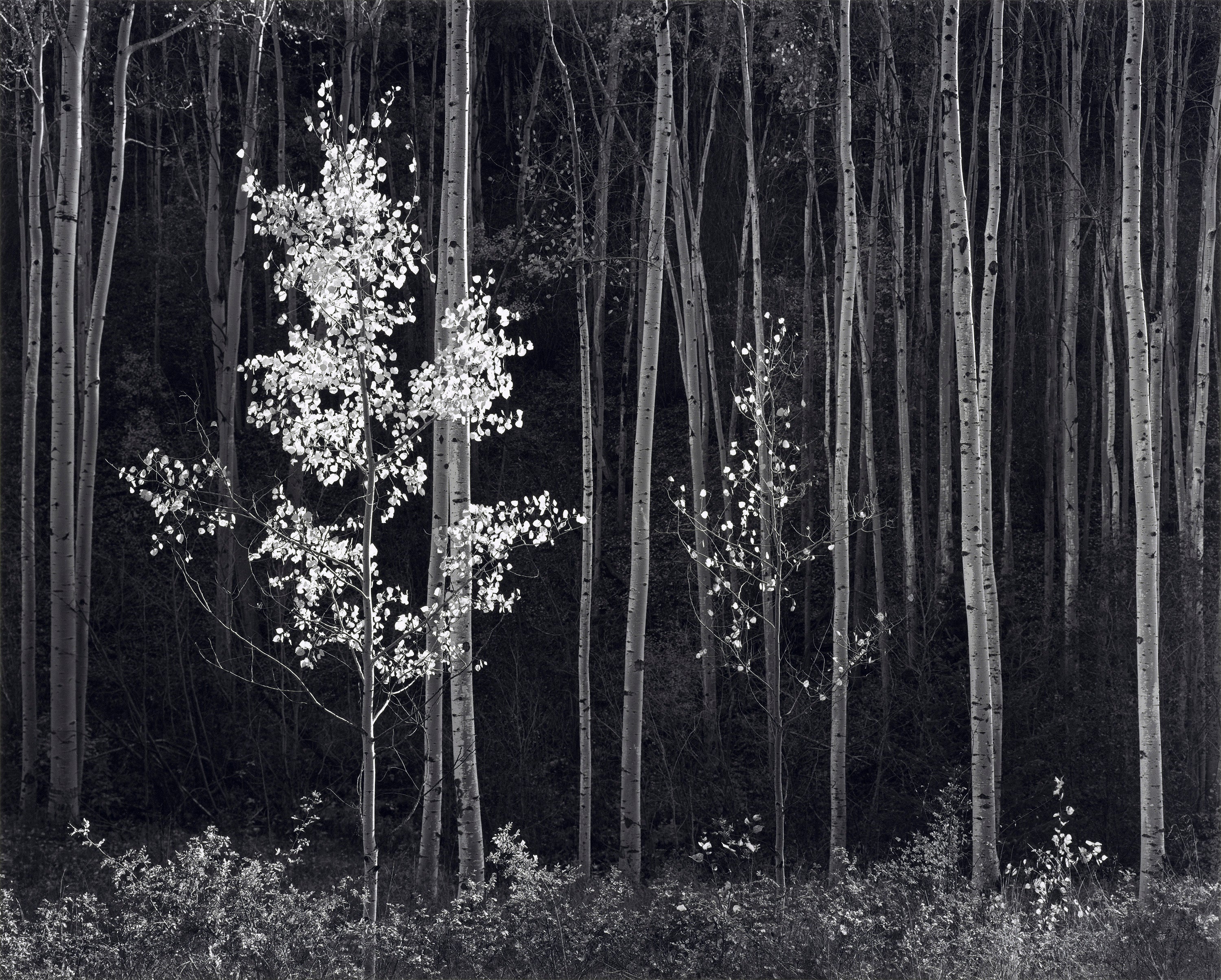 Ansel Adams Singular Images 写真集 Ansel Adams Singular images: Ansel Adams; Edwin Land; David