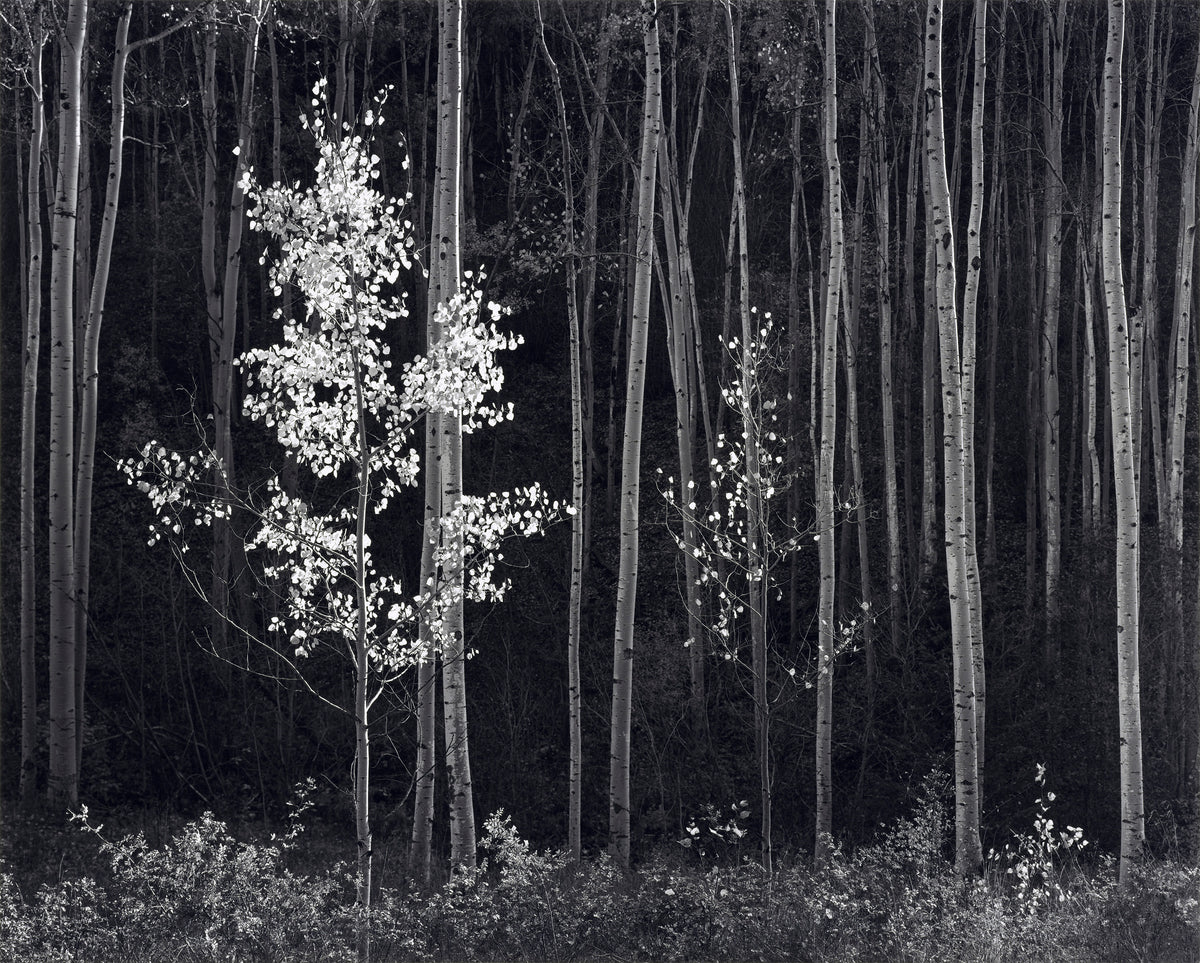 Explore Photos – The Ansel Adams Gallery
