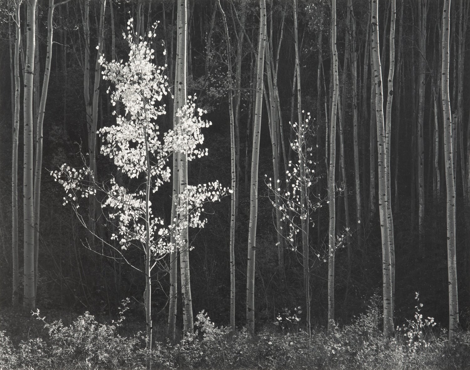 Aspens, Northern New Mexico (H) explore photographs The Ansel Adams Gallery 