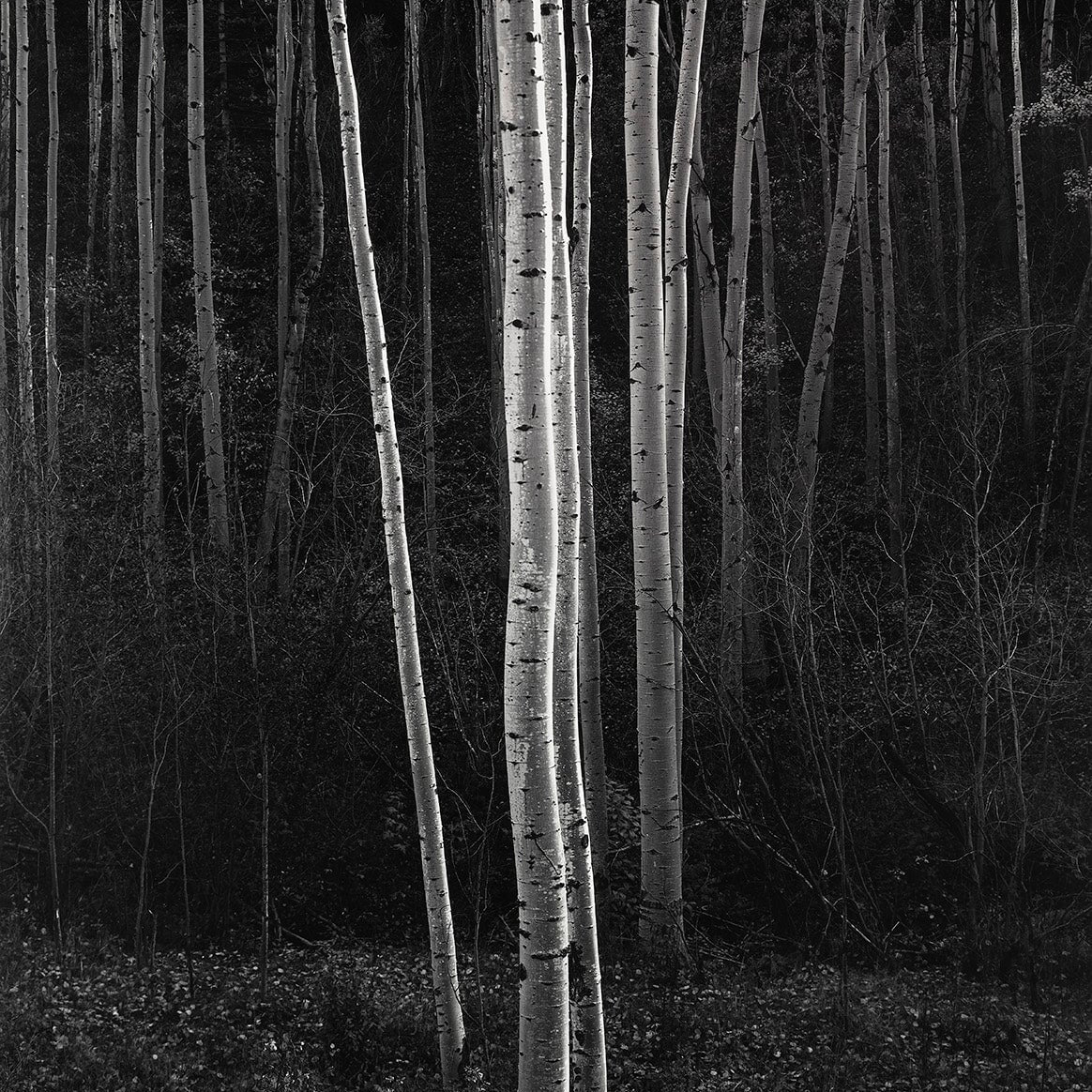 Aspens, Northern New Mexico (V) explore photographs The Ansel Adams Gallery 