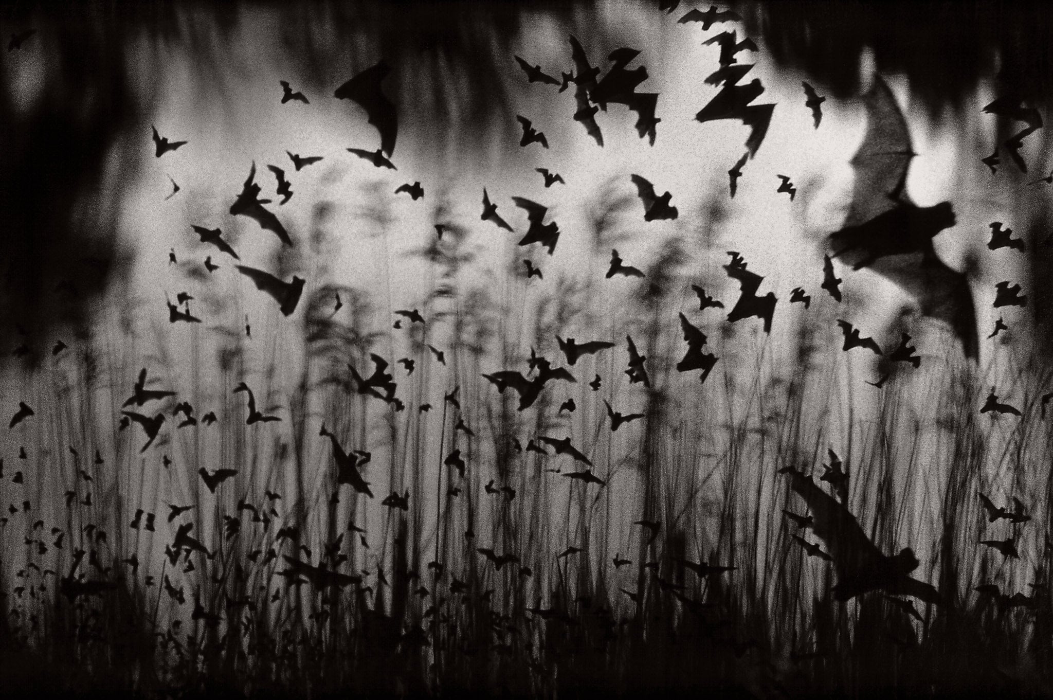 Bats through Grass Shop_Represented_Artist Dan Burkholder 