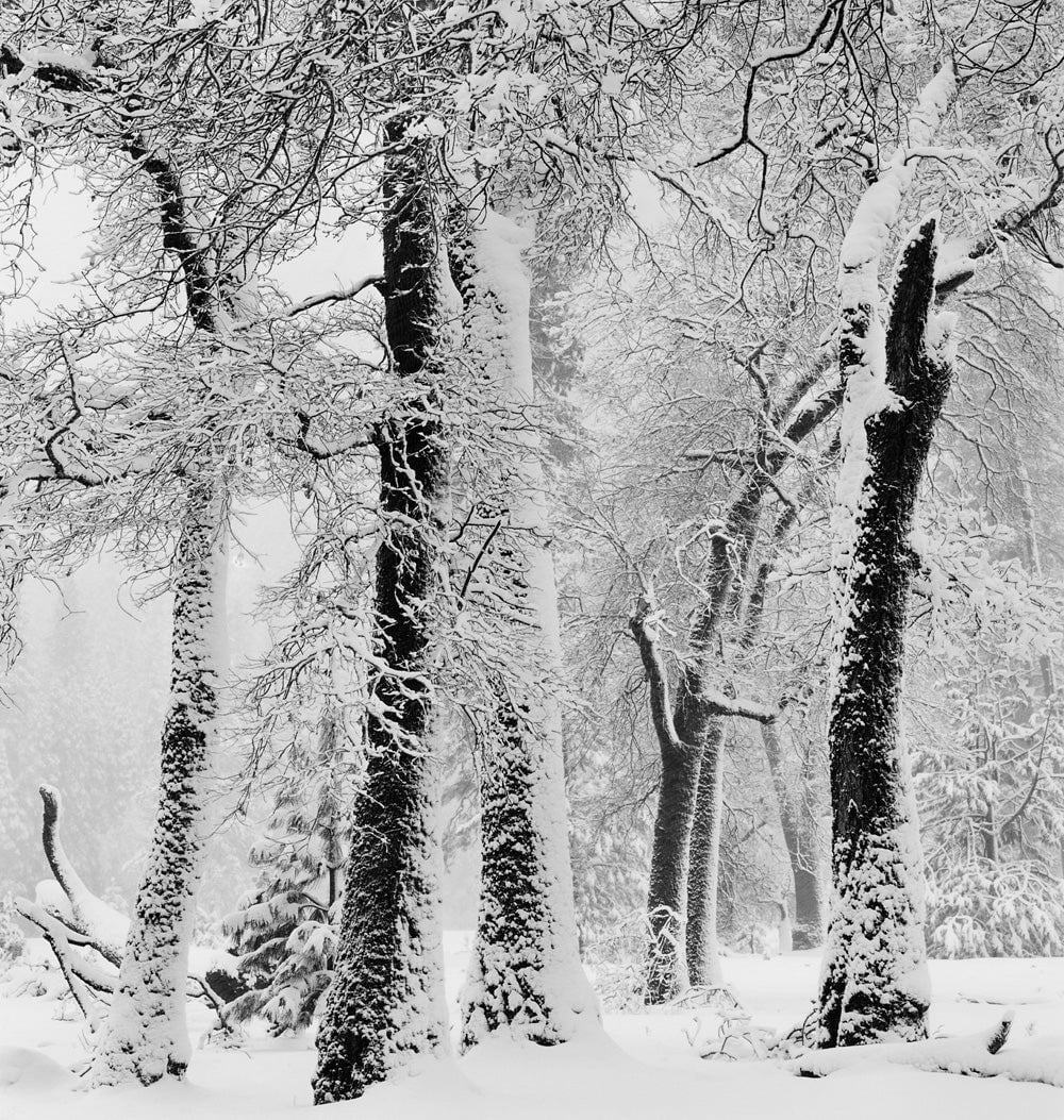 Black Oaks, Snowstorm, Yosemite Valley, CA 2011 Shop John Sexton 