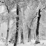 Black Oaks, Snowstorm, Yosemite Valley, CA 2011 Shop John Sexton 