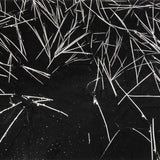 Grass and Pool (Portfolio III) explore photographs The Ansel Adams Gallery 