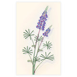 Spider Lupine.