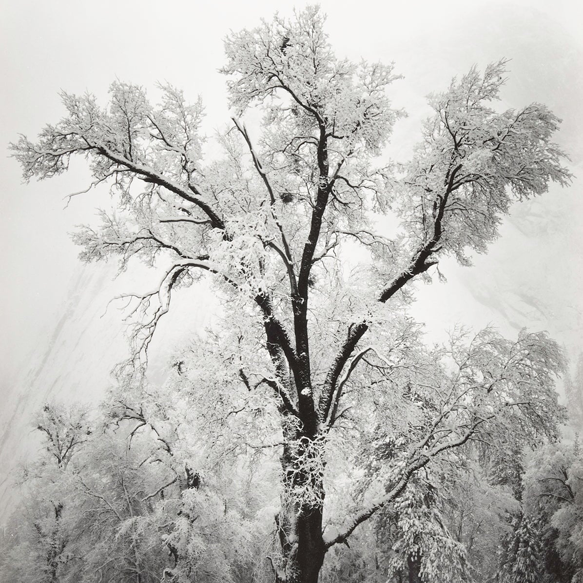 Oak Tree, Snow Storm explore photographs The Ansel Adams Gallery 