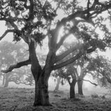 Oaks in Fog, Sunrise, Carmel Valley, CA 1995.