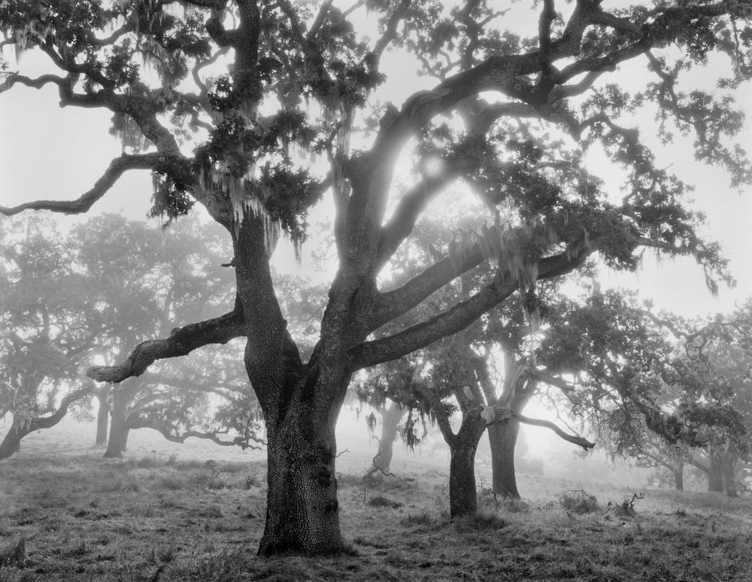 Oaks in Fog, Sunrise, Carmel Valley, CA 1995.