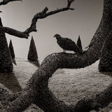 Speckled Vulture in Pine Forest Shop_Represented_Artist Dan Burkholder 