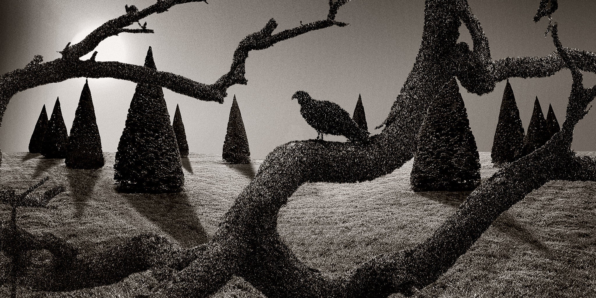 Speckled Vulture in Pine Forest Shop_Represented_Artist Dan Burkholder 