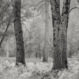 Trees and Grass, Yosemite Shop_Represented_Artist Dan Burkholder 