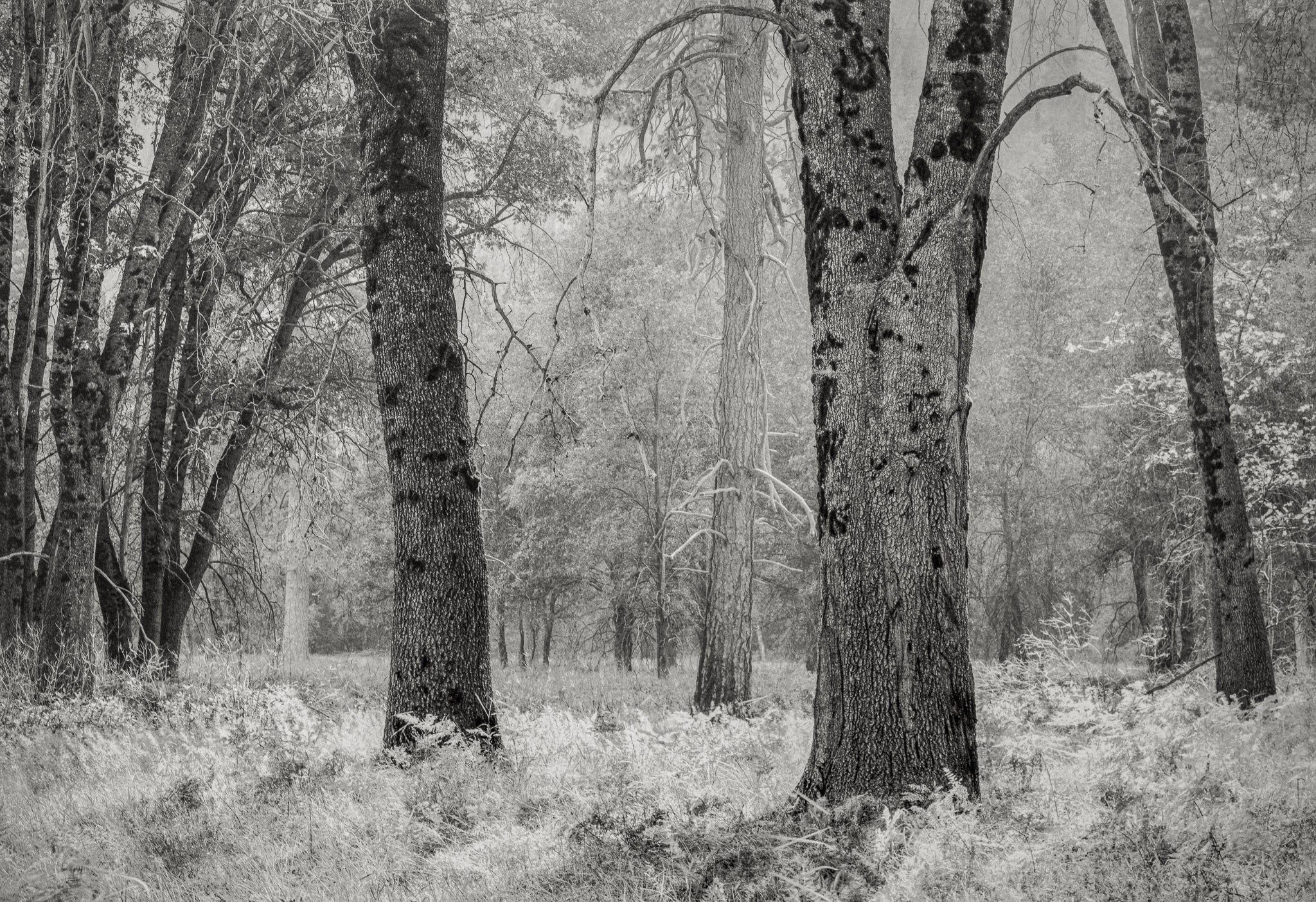 Trees and Grass, Yosemite Shop_Represented_Artist Dan Burkholder 