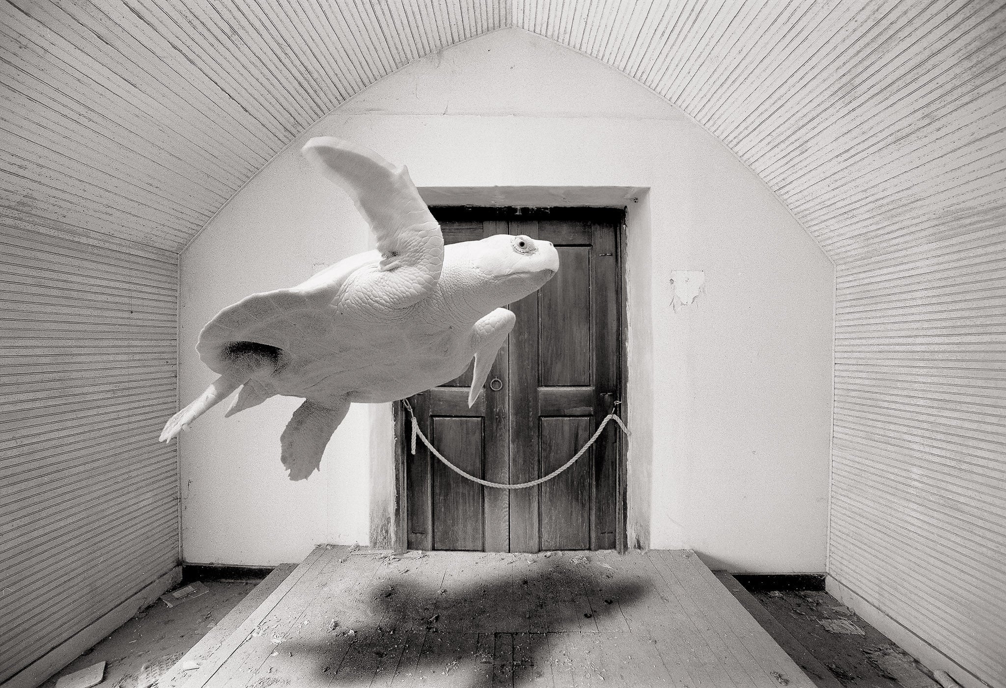 Turtle in Church, Alice, Texas Shop_Represented_Artist Dan Burkholder 