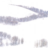 Aspen in Snow, Conway Summit, Mono County CA Shop_Represented_Artist William Neill 