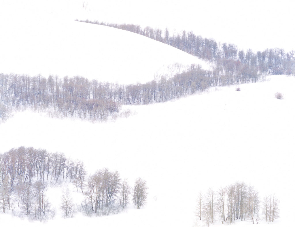 Aspen in Snow, Conway Summit, Mono County CA