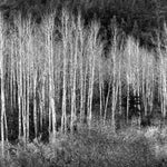 Aspens, Dawn, Dolores River Canyon explore photographs The Ansel Adams Gallery 