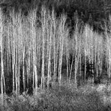 Aspens, Dawn, Dolores River Canyon explore photographs The Ansel Adams Gallery 