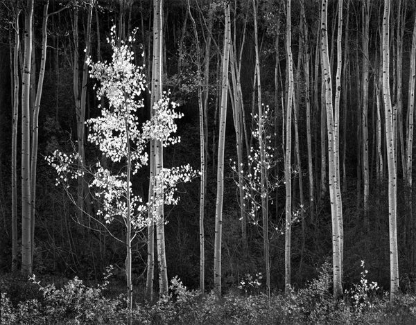 aspens-horizontal-