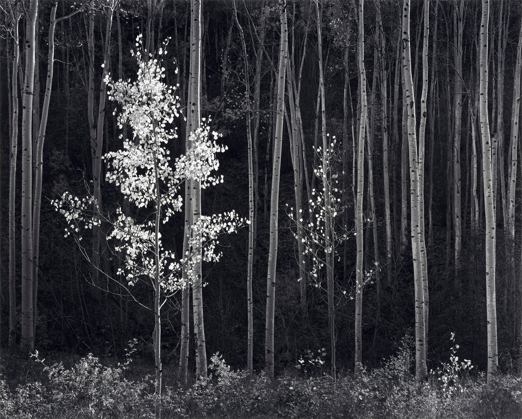 Aspens, Northern New Mexico (H)