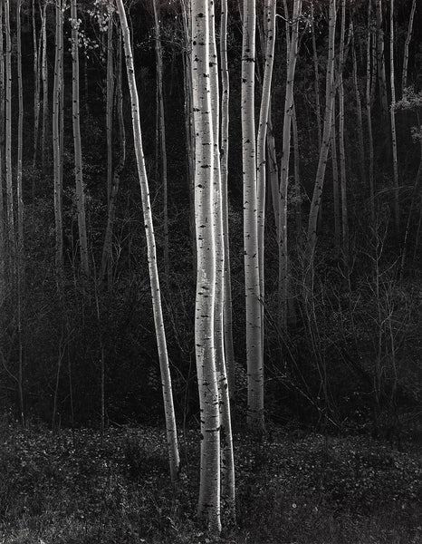 aspens-northern-new-mexico-v-