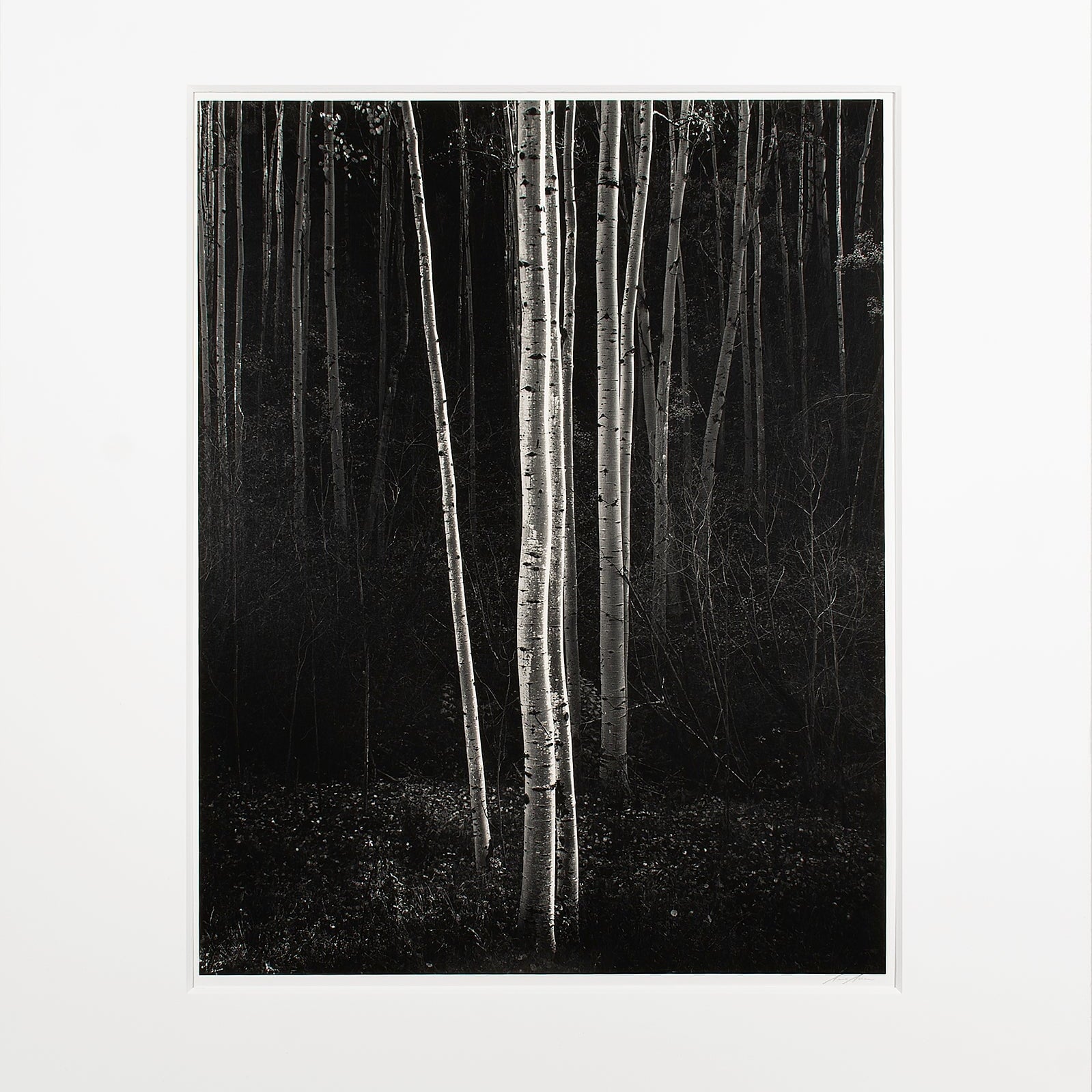 Aspens, Northern New Mexico (V) Original Photograph Ansel Adams 