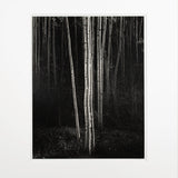 Aspens, Northern New Mexico (V) Original Photograph Ansel Adams 