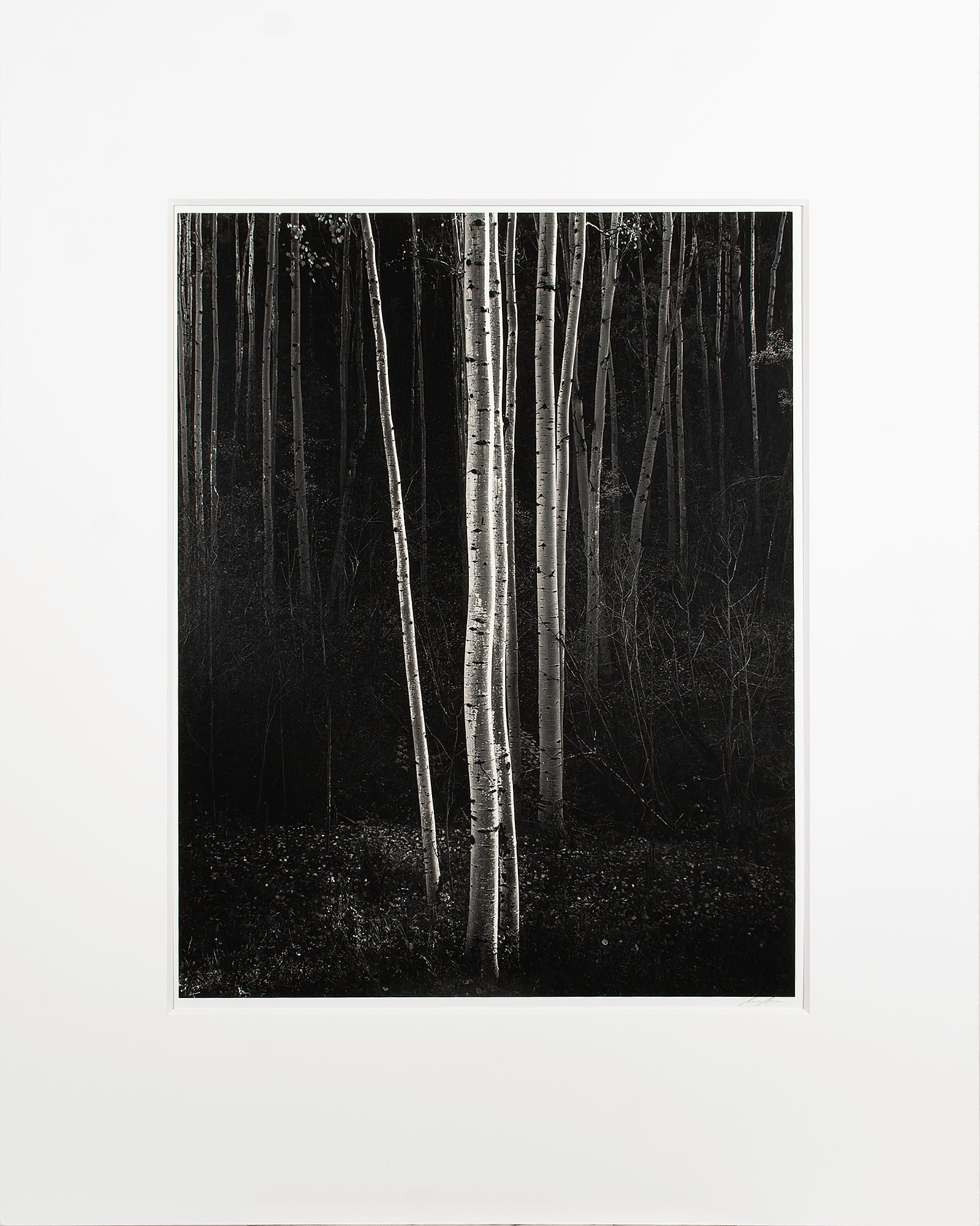 Aspens, Northern New Mexico (V) Original Photograph Ansel Adams 