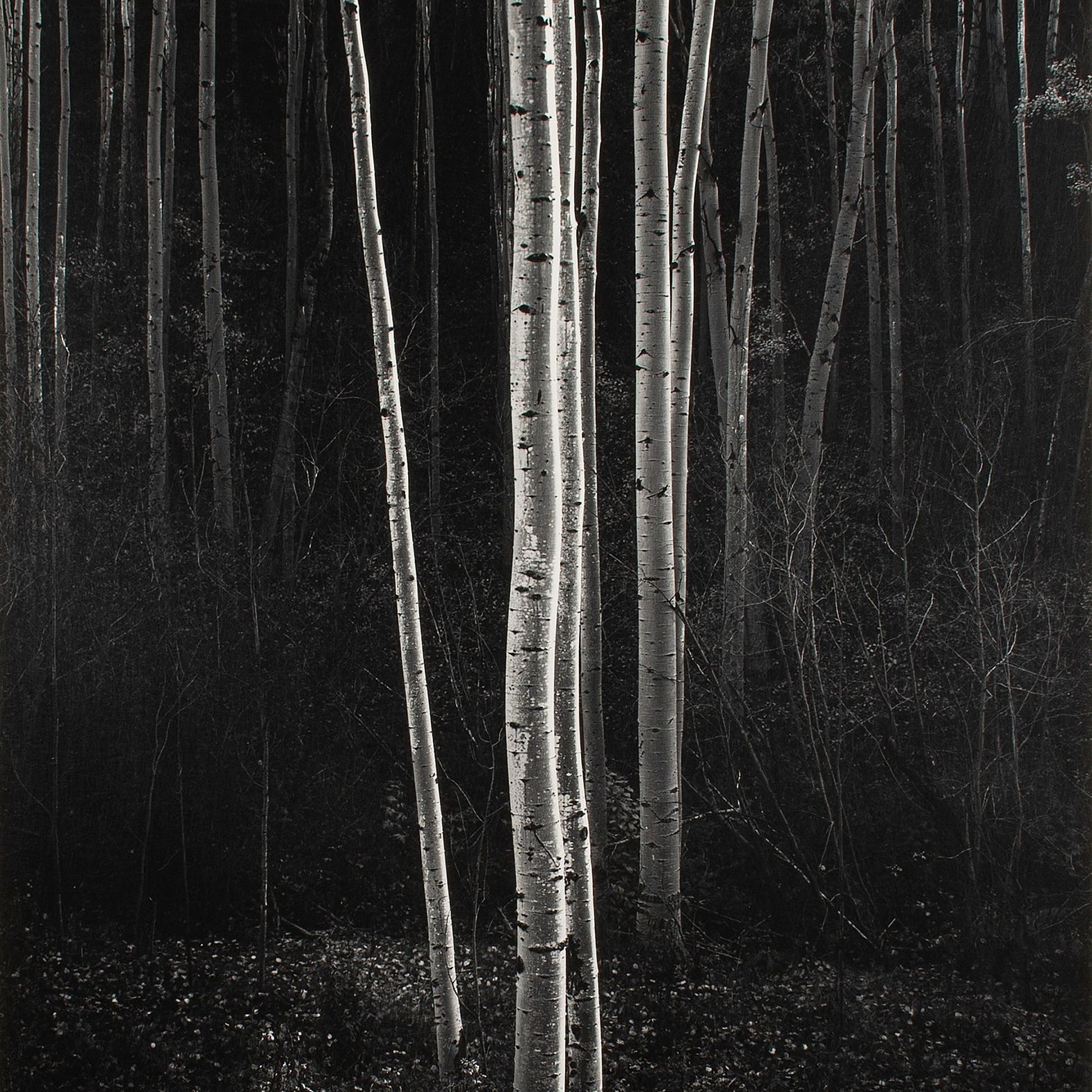 Aspens, Northern New Mexico (V) Original Photograph Ansel Adams 
