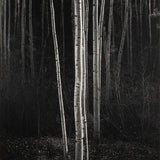Aspens, Northern New Mexico (V) Original Photograph Ansel Adams 
