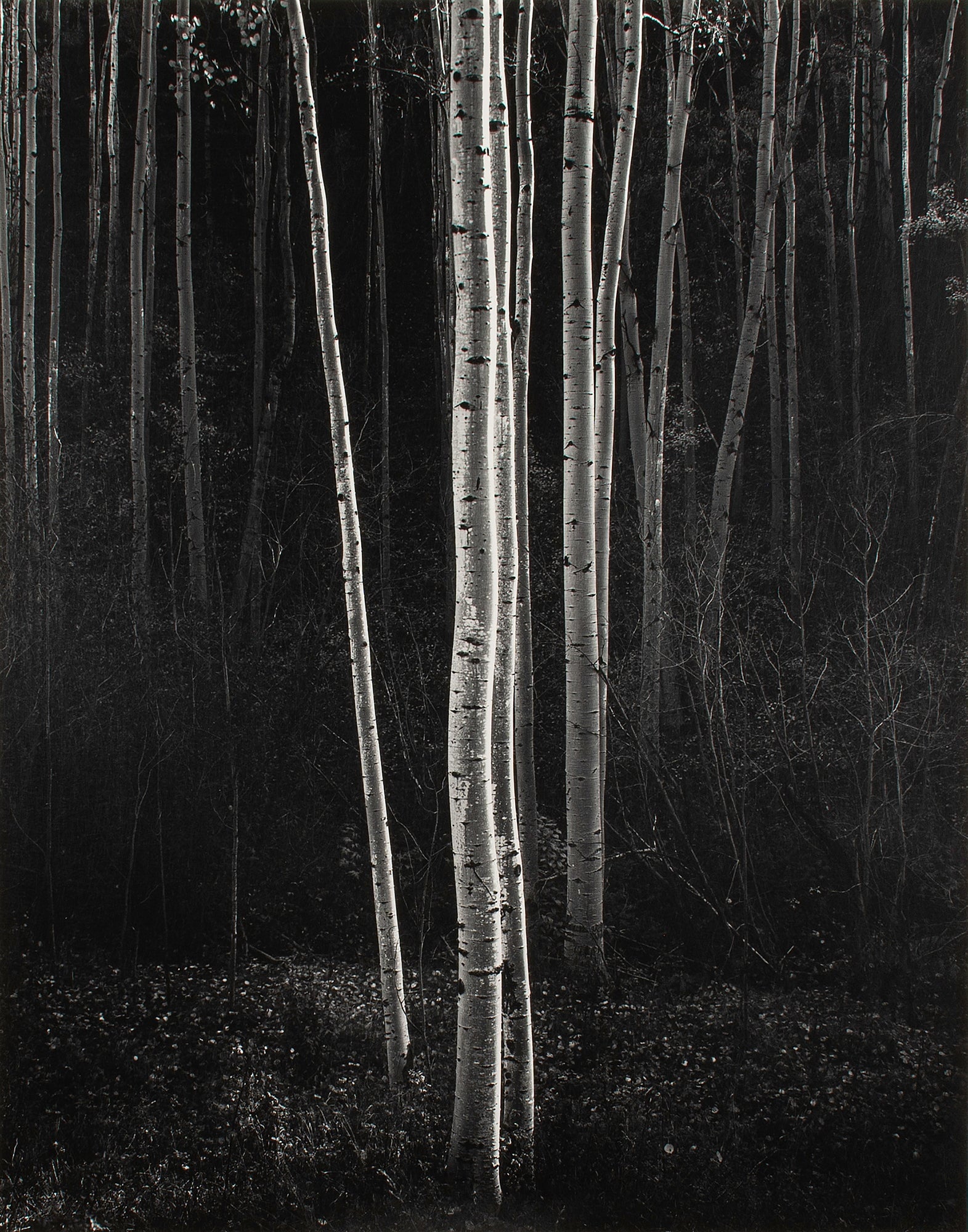 Aspens, Northern New Mexico (V) Original Photograph Ansel Adams 