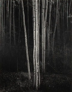 Aspens, Northern New Mexico (V) Original Photograph Ansel Adams 