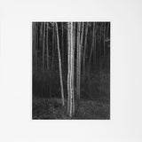 Aspens, Northern New Mexico (V) The Ansel Adams Gallery 