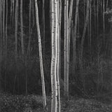 Aspens, Northern New Mexico (V) The Ansel Adams Gallery 
